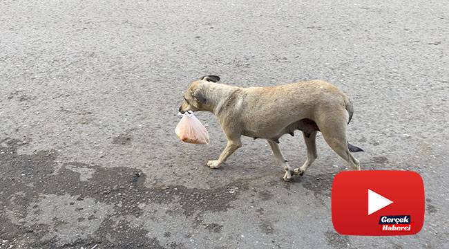 Köpekten annelik dersi