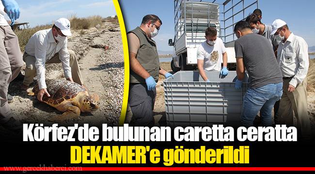 Körfez'de bulunan caretta ceratta DEKAMER'e gönderildi
