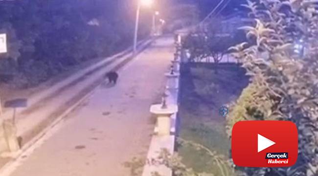 Mahalleye inen ayı panik oluşturdu