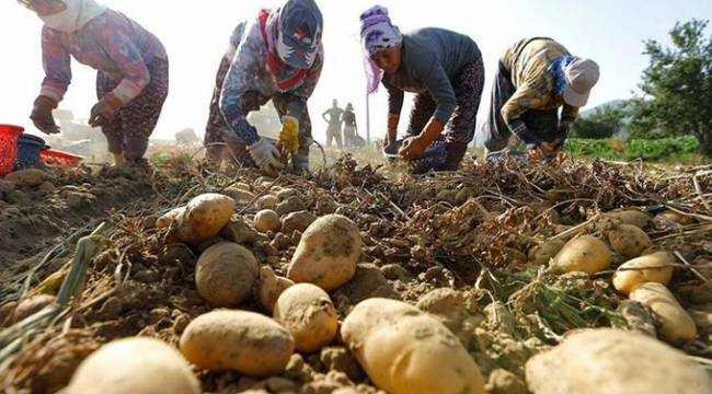 Patatesin fiyatı 65 kuruşa kadar indi, üretici elindeki ürünleri ne yapacağını bilemiyor