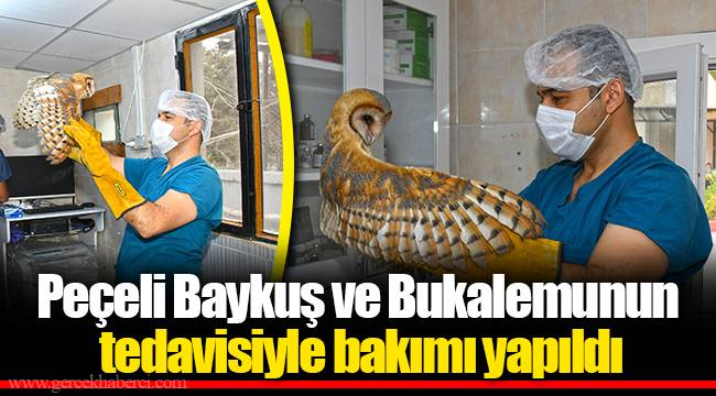 Peçeli Baykuş ve Bukalemunun tedavisiyle bakımı yapıldı