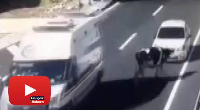 Tünel çıkışında başıboş gezen ineğe otomobil çarptı
