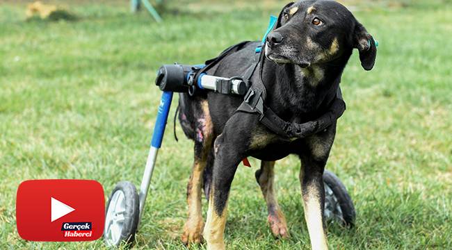 Umut isimli köpek özel tasarlanan ortopedik yürüteçle hayata tutunuyor