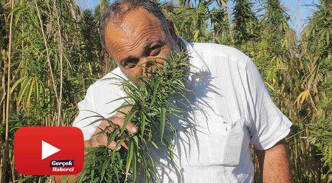 Yerli ve milli kenevirler hasada hazır: Bu kenevirlerden 'esrar' yapılamayacak