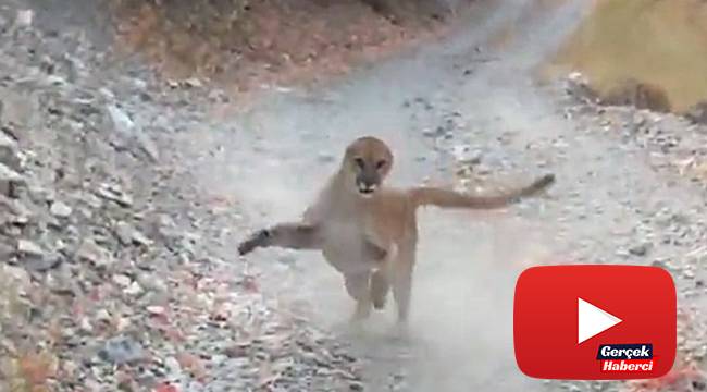Yürüyüş yaparken peşine puma takıldı