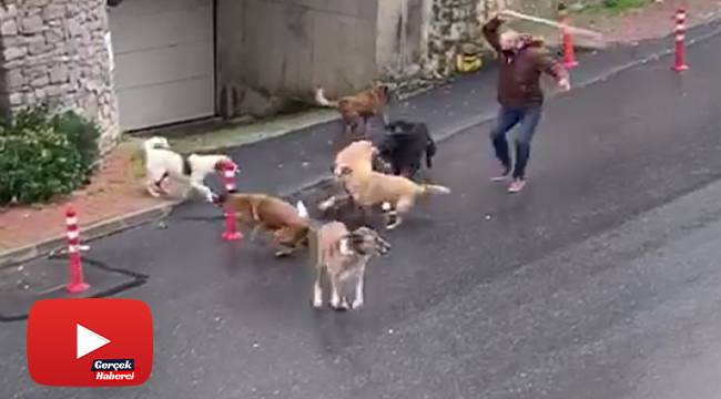 Başıboş köpeklerin mahalleliye korku yaşattığı anlar kamerada