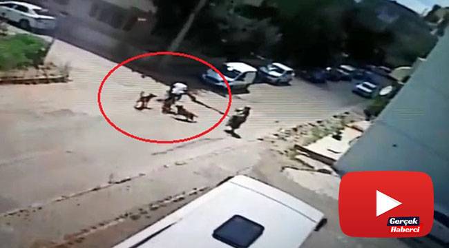 Bisiklet sürerken köpeklerin saldırısına uğrayan genç otomobille çarpıştı