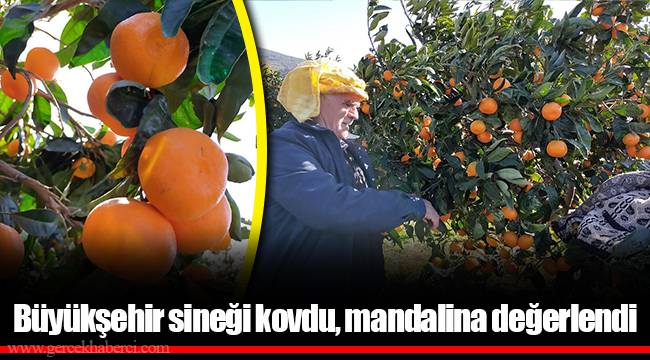 Büyükşehir sineği kovdu, mandalina değerlendi