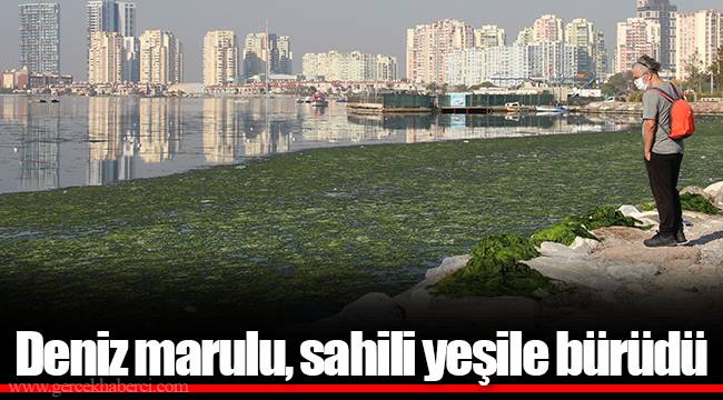 Deniz marulu, sahili yeşile bürüdü