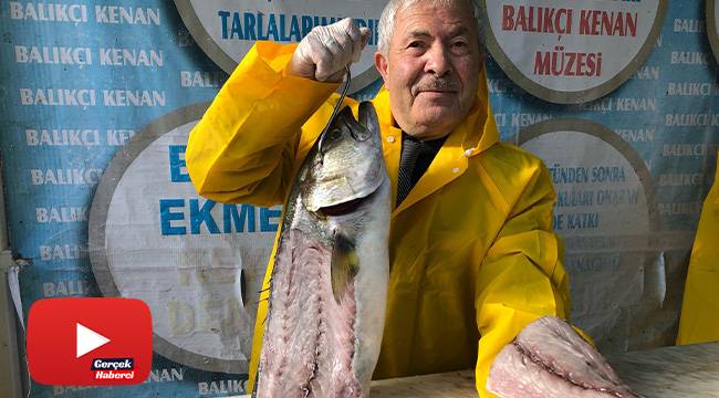 Denizlerde kofana balığı bereketi: Fiyatı 200 liradan 80 liraya düştü