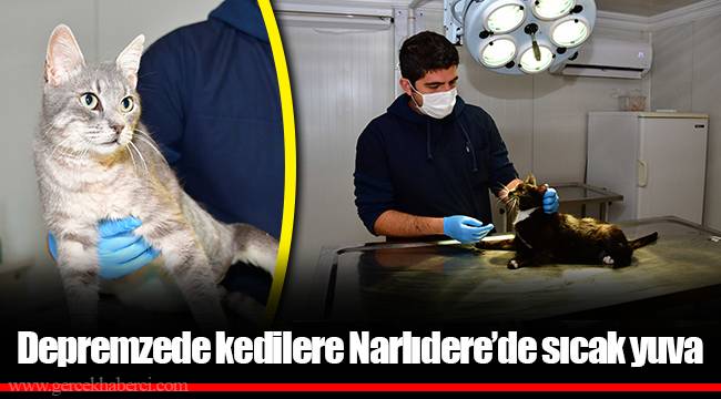 Depremzede kedilere Narlıdere’de sıcak yuva