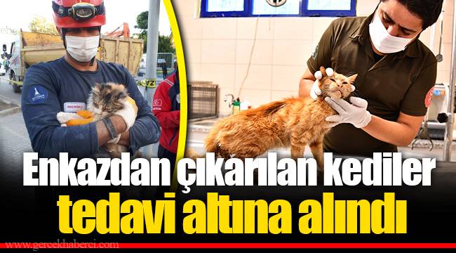 Enkazdan çıkarılan kediler tedavi altına alındı