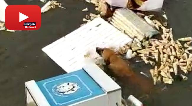 İzmir'de tsunamide hayatta kalmaya çalışan köpeğin o anları kameralara yansıdı