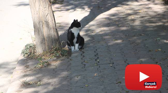 Şüpheli paket patlatıldı, kedinin tepkisi gülümsetti