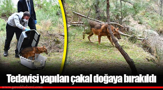 Tedavisi yapılan çakal doğaya bırakıldı