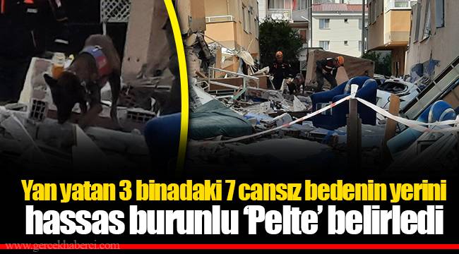 Yan yatan 3 binadaki 7 cansız bedenin yerini hassas burunlu ‘Pelte’ belirledi
