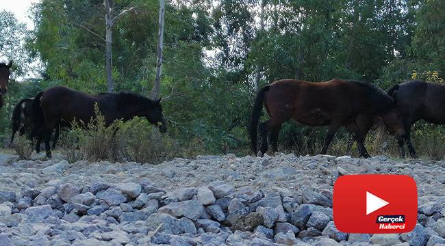 Yılkı atları İzmir’e indi