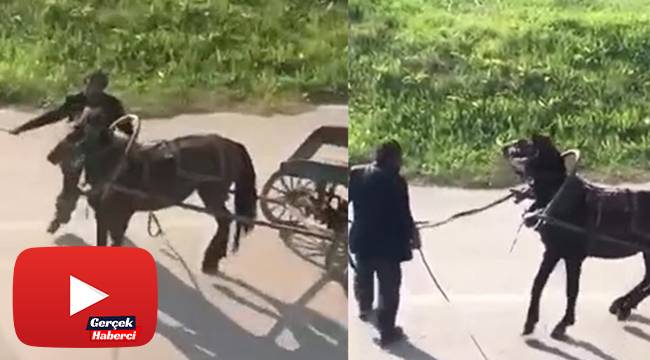 Yükü çekmeyen atı böyle kırbaçladı