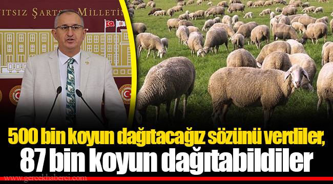 500 bin koyun dağıtacağız sözünü verdiler, 87 bin koyun dağıtabildiler
