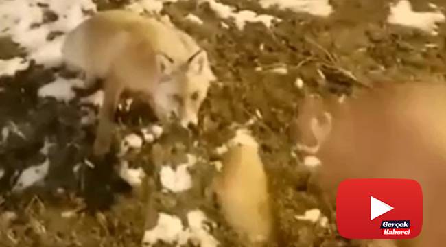 Aç kalan tilkiyi eliyle besledi