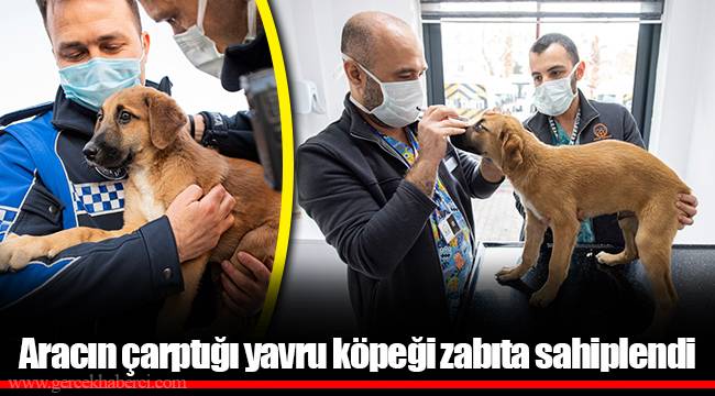 Aracın çarptığı yavru köpeği zabıta sahiplendi