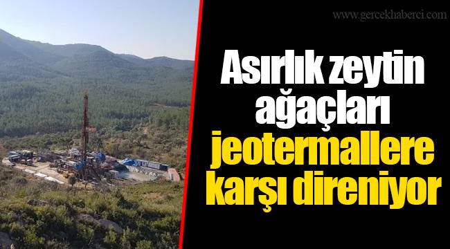 Asırlık zeytin ağaçları jeotermallere karşı direniyor