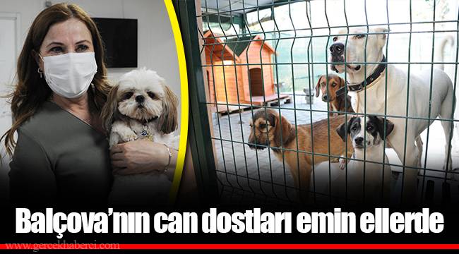 Balçova'nın can dostları emin ellerde