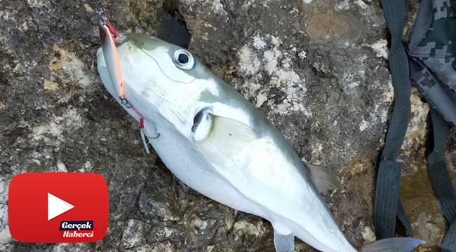 Balon balığı avı balıkçıları sevindirdi