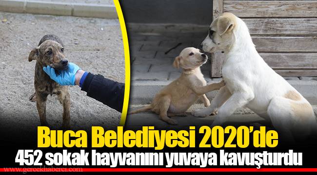 Buca Belediyesi 2020’de 452 sokak hayvanını yuvaya kavuşturdu