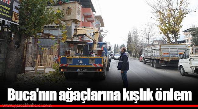 Buca’nın ağaçlarına kışlık önlem 