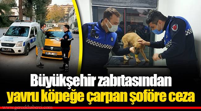 Büyükşehir zabıtasından yavru köpeğe çarpan şoföre ceza