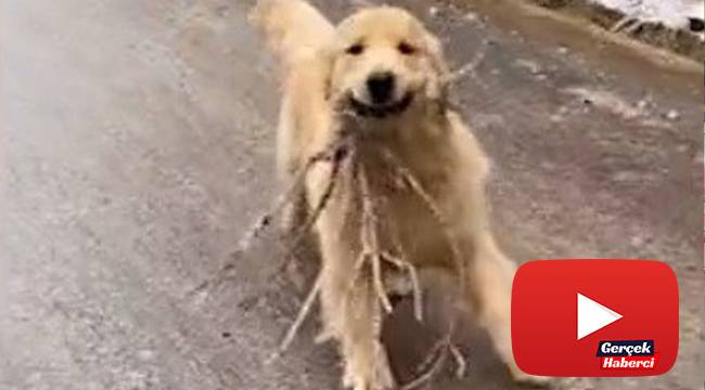 Buzlu yolda kayan sevimli köpek gülümsetti