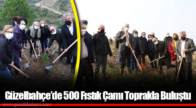 Güzelbahçe’de 500 Fıstık Çamı Toprakla Buluştu