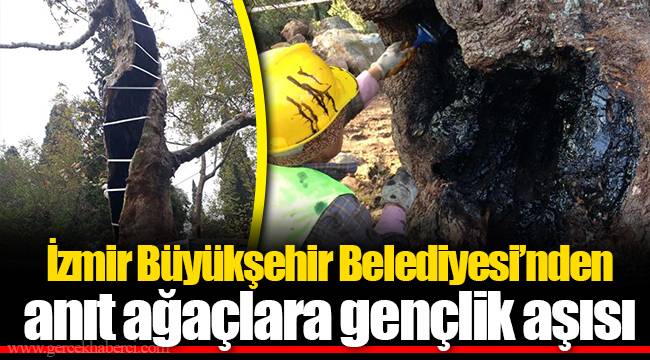 İzmir Büyükşehir Belediyesi’nden anıt ağaçlara gençlik aşısı
