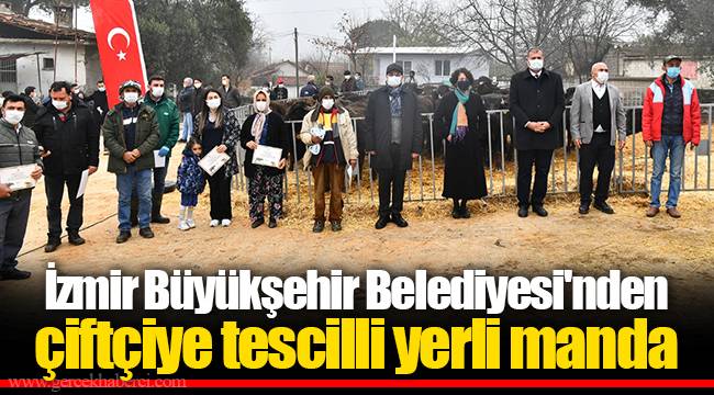 İzmir Büyükşehir Belediyesi'nden çiftçiye tescilli yerli manda