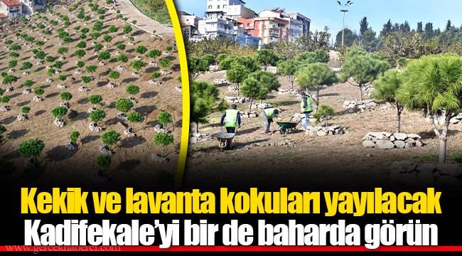 Kekik ve lavanta kokuları yayılacak