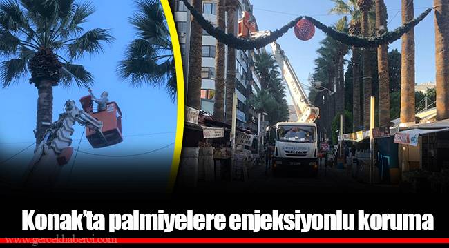 Konak’ta palmiyelere enjeksiyonlu koruma