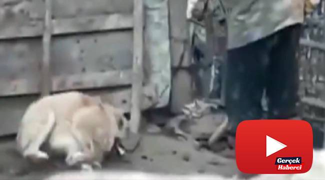 Köpeği döven şahıs polis tarafından yakalandı