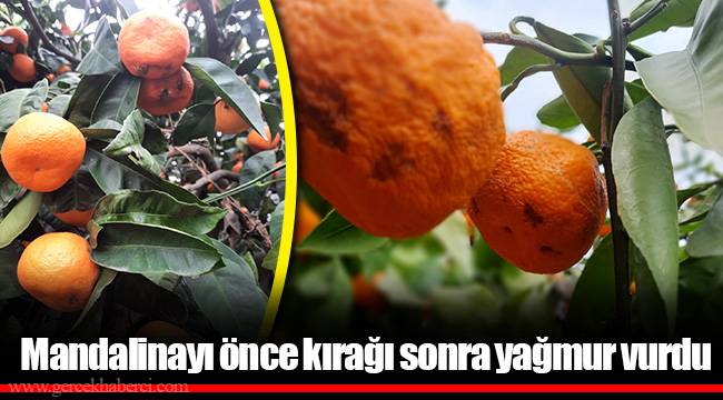Mandalinayı önce kırağı sonra yağmur vurdu