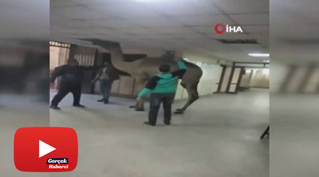 Mısır'da hastaneye giren deve görenleri şaşırttı
