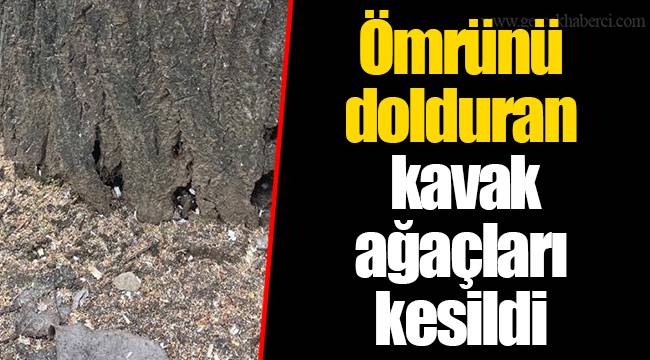 Ömrünü dolduran kavak ağaçları kesildi 