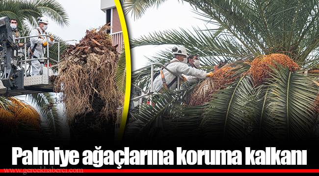 Palmiye ağaçlarına koruma kalkanı