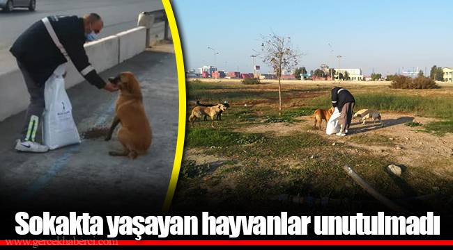 Sokakta yaşayan hayvanlar unutulmadı