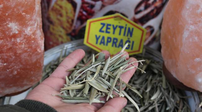 Zeytin yaprağı ve kekik bağışıklık sistemini güçlendiriyor
