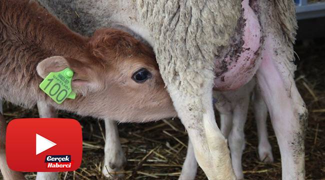 Annesi sandığı koyundan süt emen buzağı görenleri şaşırtıyor
