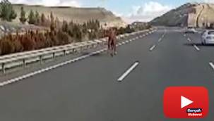 Başıboş at otobanda hipodromdaymış gibi koştu