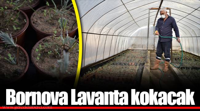 Bornova Lavanta kokacak