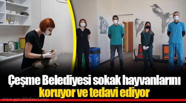 Çeşme Belediyesi sokak hayvanlarını koruyor ve tedavi ediyor