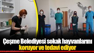 Çeşme Belediyesi sokak hayvanlarını koruyor ve tedavi ediyor