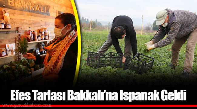 ​​​​​​​Efes Tarlası Bakkalı’na Ispanak Geldi